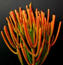 FIRESTICKS Euphorbia Tirucalli Pencil Cactus Succulent Cutting(s) FRESH CUT 