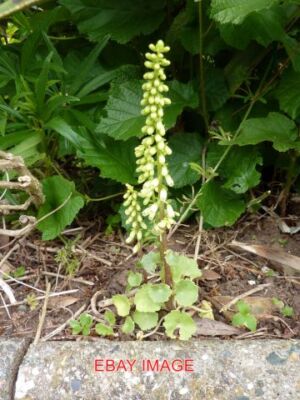 PHOTO  NAVELWORT OR WALL PENNYWORT RADDICOMBE DRIVE THIS SINGLE SPECIMEN OF NAVE