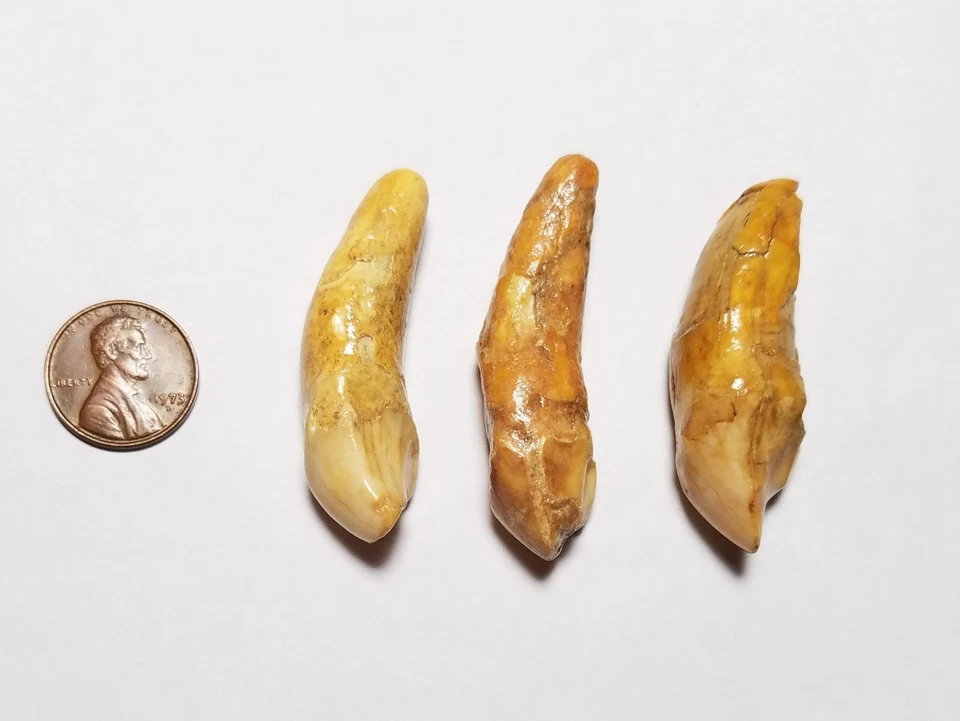 Lot of 3 Large Fossil Cave Bear Incisor Teeth Romania Austria Mammal Tooth HA - Image 2 of 3