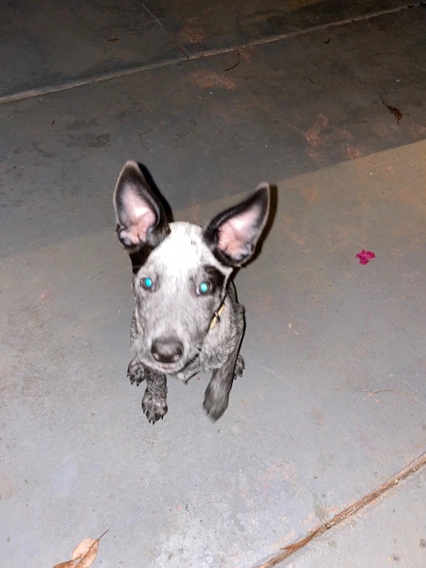 gumtree blue heeler