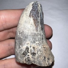 HUGE SARCOSUCHUS SUPERCROC Fossil Tooth Dinosaur Eating Monster Crocodile 2.3 IN