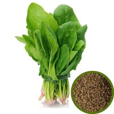Spinach Seed Desi Spinach PALAK , Palak Seeds .