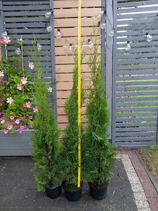 Thuja (Lebensbaum) fr den Herbst Ausgewachsene Pflanze Pflanzen, Strucher  & Hecken online kaufen | eBay.de