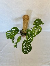 Monstera Adansonii Swiss Cheese Vine Potted Plant, Indoor