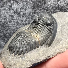 Hollardops mesocristata Trilobite Fossil - Good Preparation
