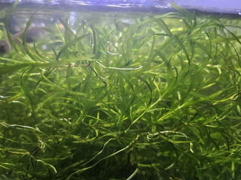 Guppy Grass (Najas) + Some Hornwort/Elodea *Snail-Free Tank*