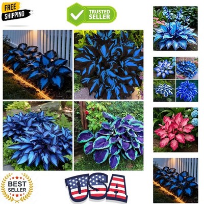 Mixrug 150+ Hostas Seed Midnight Blue for Planting Outdoors-Rare Mixed