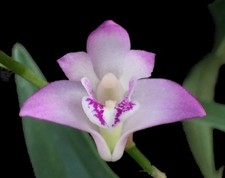 Dendrobium KINGIANUM species VERY FRAGRANT miniature flower orchid SUPER easy