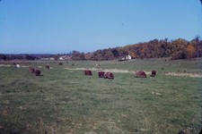 RED BORDER SLIDE Cattle grazing in a vast green field with autumn trees.