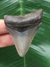 5,9 cm grauer Zahn des Megalodon - Hai Zahn Fossilien