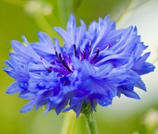 CORNFLOWER BACHELOR  S BUTTON BLUE DWARF Centaurea Cyanus - 5,000 Bulk Seeds