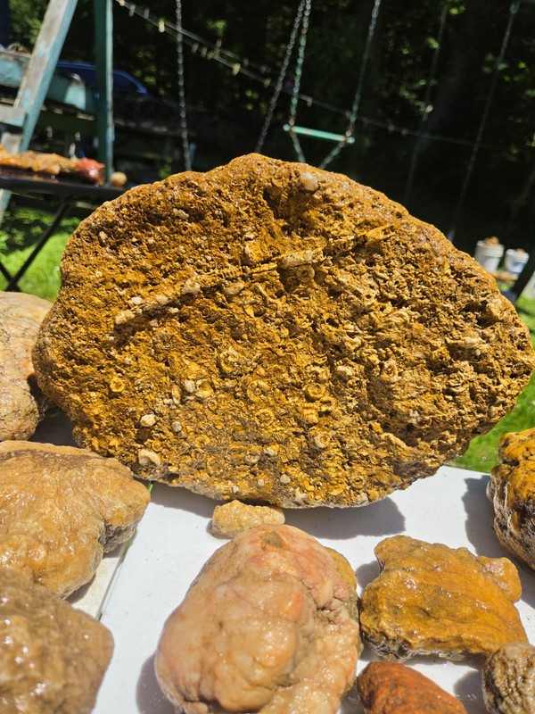 Large Fossiliferous Rock Specimen Rough Brown Textured Mineral Display