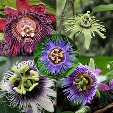Collezione Passiflora - 5 varietà di Passiflora, 25 totali