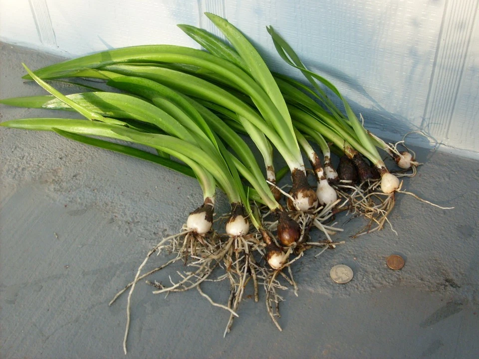  12 bombillas Amaryllis offset de jardín variedad Hippeastrum planta lirio Foto 2 de 3