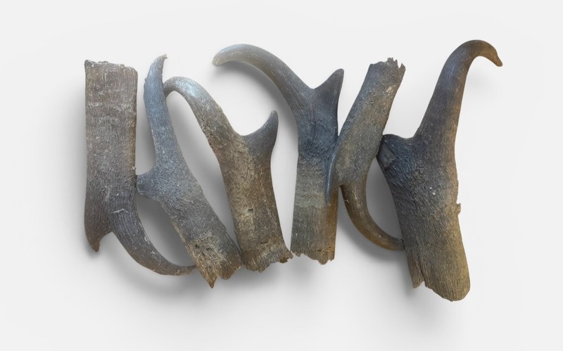 6 Pronghorn ANTELOPE SHEATHs - Sheds / Horns - listing #9592