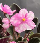 African Violet PLANT Hunter's Dew Drops (Semimini) — photo 1