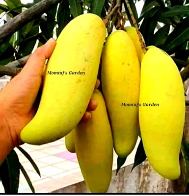 MAHACHANOK BANANA MANGO FRUIT PLANT IN LITTER POT -GARDEN