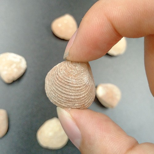 100% Natural Flower Clams Shell Fossil Marine Fossils Popular Science Specimen - Picture 2 of 5