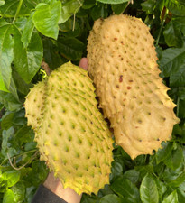 100 Golden Soursop Seedss Annona muricata Rare Fruit