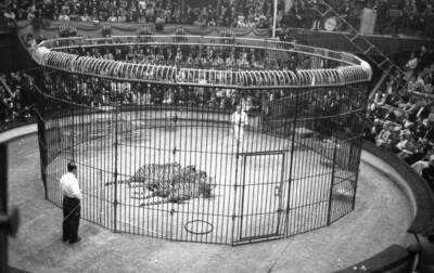 Jean Richard's tiger training act at the Gala de l'Union des a- 1963 Old Photo 2