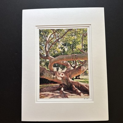 Original Photograph On Matte Paper & Matted To A 12  x 16  And Ready To Frame