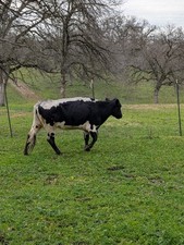 Cow calf Pairs, Angus cross  bull calves are less than 6 months, uncut.