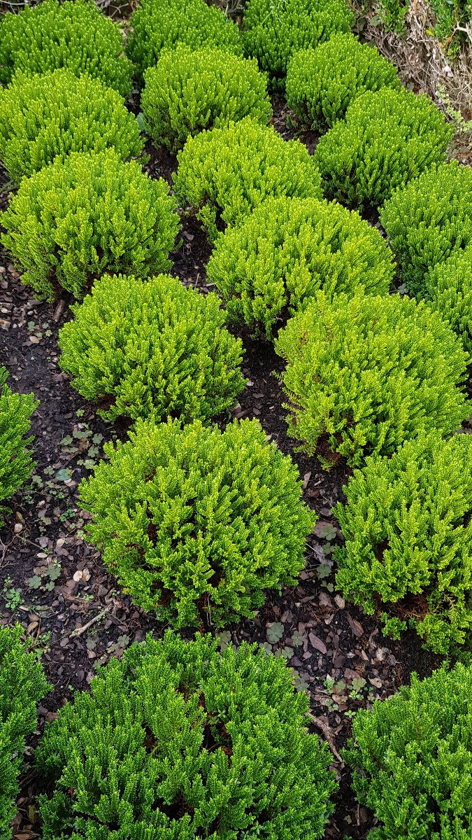 Véronique boule Hebe Green Globe feuillage persistant dense 4L