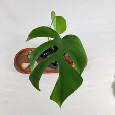 Monstera Sierrana Hawaii Clone 4" pot, Fedex 2 day*