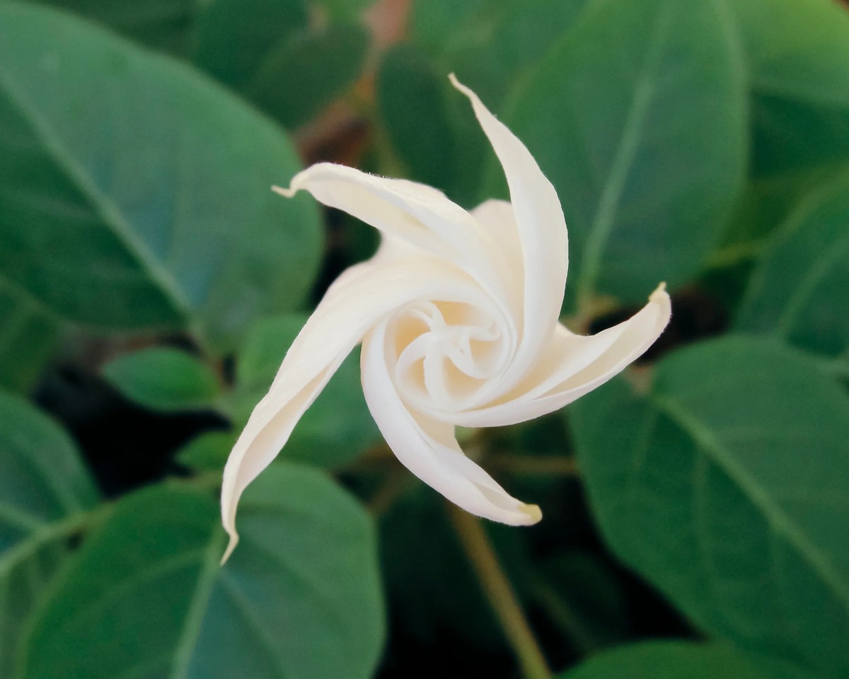 花 Moon Moon Flower Seeds - For 2026 Planting Ipomoea Alba Moon Flower