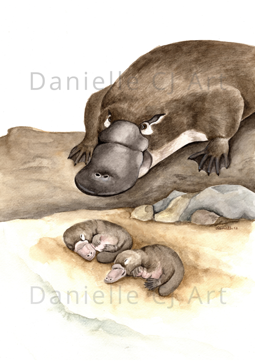 Watercolour Platypus and Puggles Print - baby platypus australian animal artwork | eBay amazon-com-mccall-s-6400-vintage-crafts-sewing-pattern-kangaroo-platypus-penguin-koala-stuffed-animals-arts-crafts-sewing