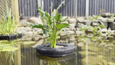 plant cup and saucer Bulk Cup and Saucer Vine Seeds - Purple