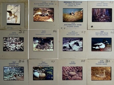 75 x Profi 35mm Foto Dias BRITISCHE VÖGEL gute Farbbilder Ornithologie