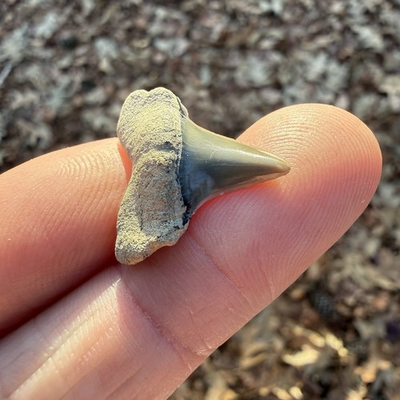 #ad Beautiful 0.89” C. Hastalis Posterior Shark Tooth Fossil Antwerp Belgium $29.99