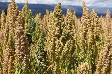50 Organic MINT VANILLA QUINOA Green & White Chenopodium Vegetable Grain Seeds