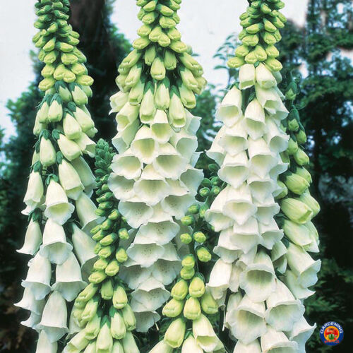5000 FOXGLOVE Flower Seeds Digitalis Purpurea Lady's Glove Mixed - Picture 3 of 7