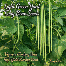 Light Green Yard Long Bean Seeds   Long Pods   Chinese Long Bean, High Yield