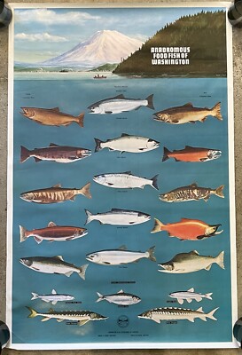 VTG 1970s Salmon of Washington State Fisheries Poster, Northwest Fishing  23