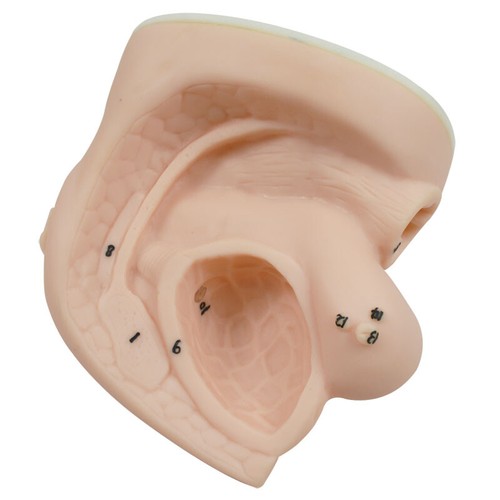 Male Female Catheter Anatomy Model Set Education Teaching Display Study Lab - Picture 5 of 7