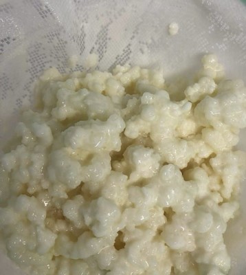 Bio-Kefir Milchkefir 40g Kaukasische Kefirpilz Kefirknollen. 