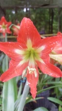 1 small Amaryllis bulb, Hippeastrum, Striatum , 4-8 cm circumference