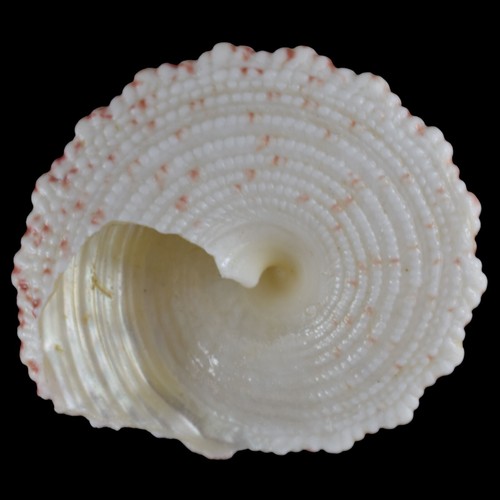TROCHUS MACULATUS Pink (Nocnocan Isl., Philippines) 19.9mm #40021 - Picture 4 of 4