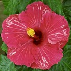 MATT'S PINK SPLENDOR Tropical Hibiscus -- Plant in 4.5" pot — photo 1