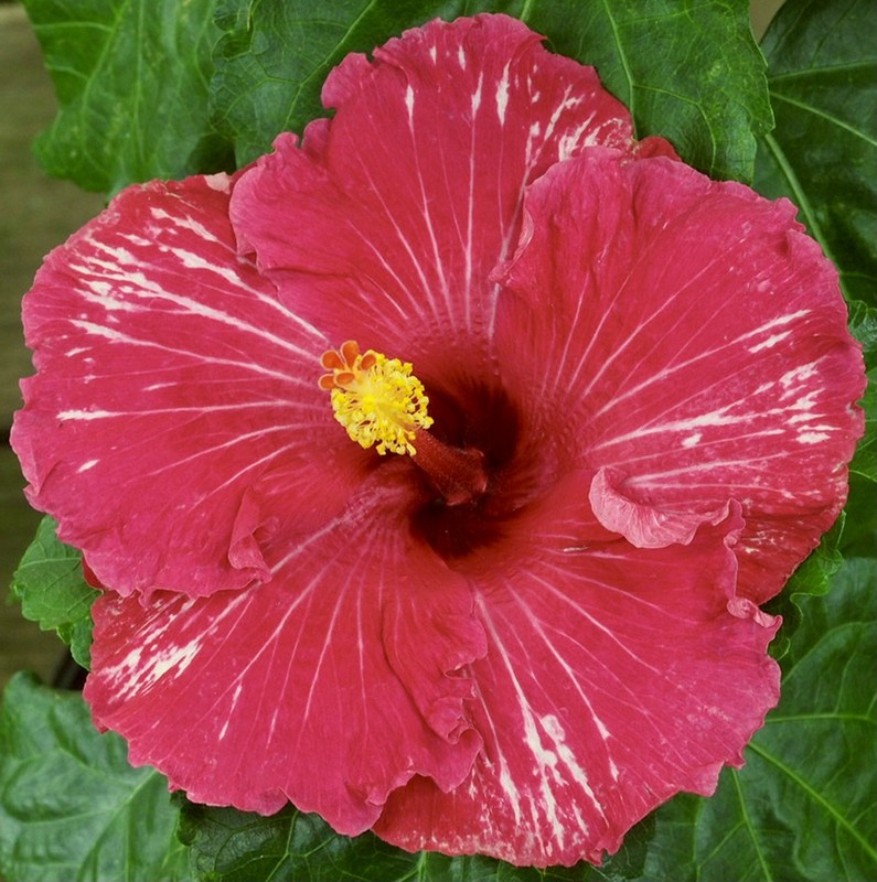 MATT'S PINK SPLENDOR Tropical Hibiscus -- Plant in 4.5" pot