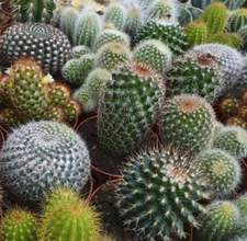 CACTUS SEEDS MIX 30+ CACTI succulent GARDEN indoor OUTDOOR plants FREE SHIPPING