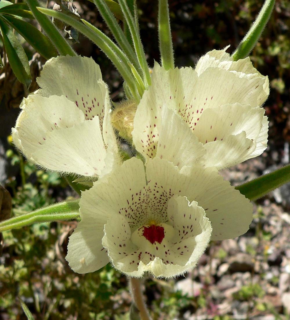 Mohavea confertiflora. Ghost Flower 8 seeds | eBay