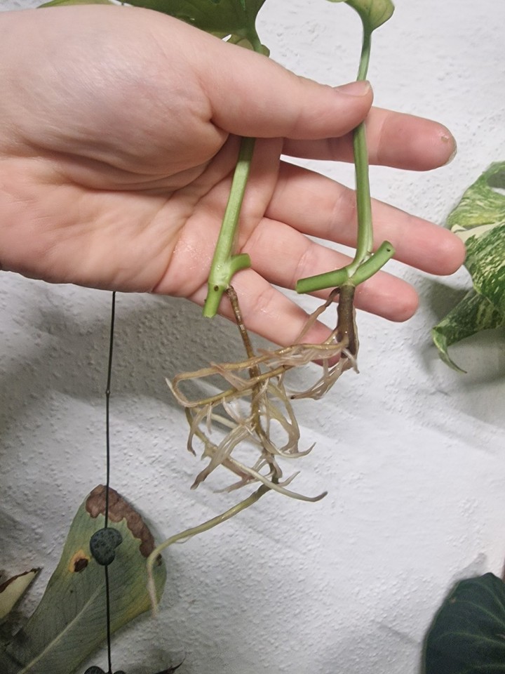 Monstera Stammsteckling Ohne Blatt