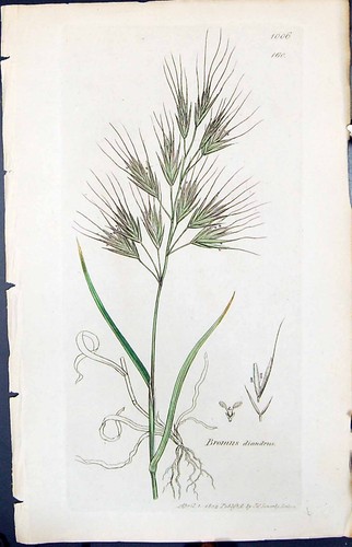 Old Print Bromus Diandrus Colour Smith Sowerby 1847 British Plants Botany 19th