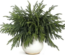 20 Pcs Christmas Norfolk Pine Branches -18" Real Touch Artificial Norfolk Pine B