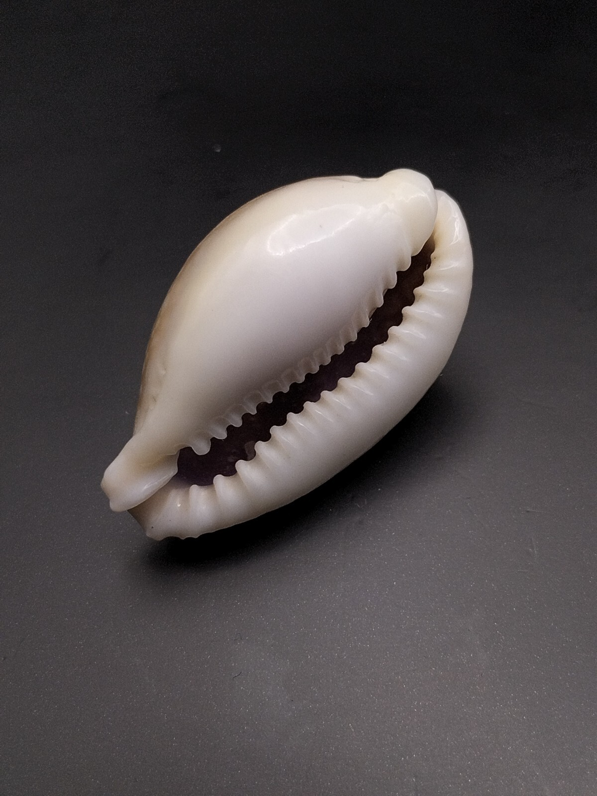 Large cypraea naria miliaris Sea shells. 40mm Cowrie Collector beach