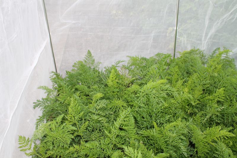 Carrot Fence Netting 1m Wide Per Metre